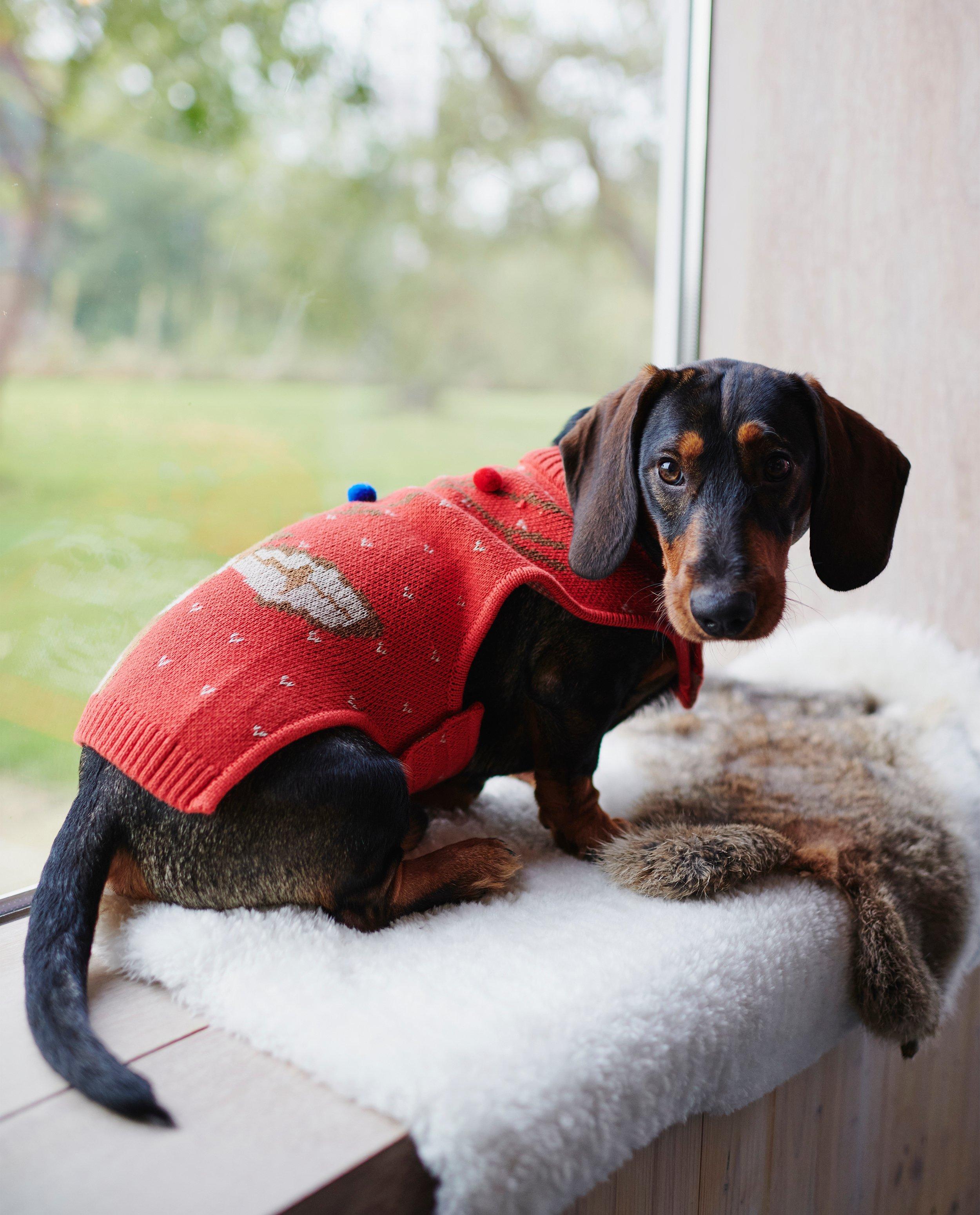 Pull de Noël rouge pour chiens - #familystoriesJBC - JBC