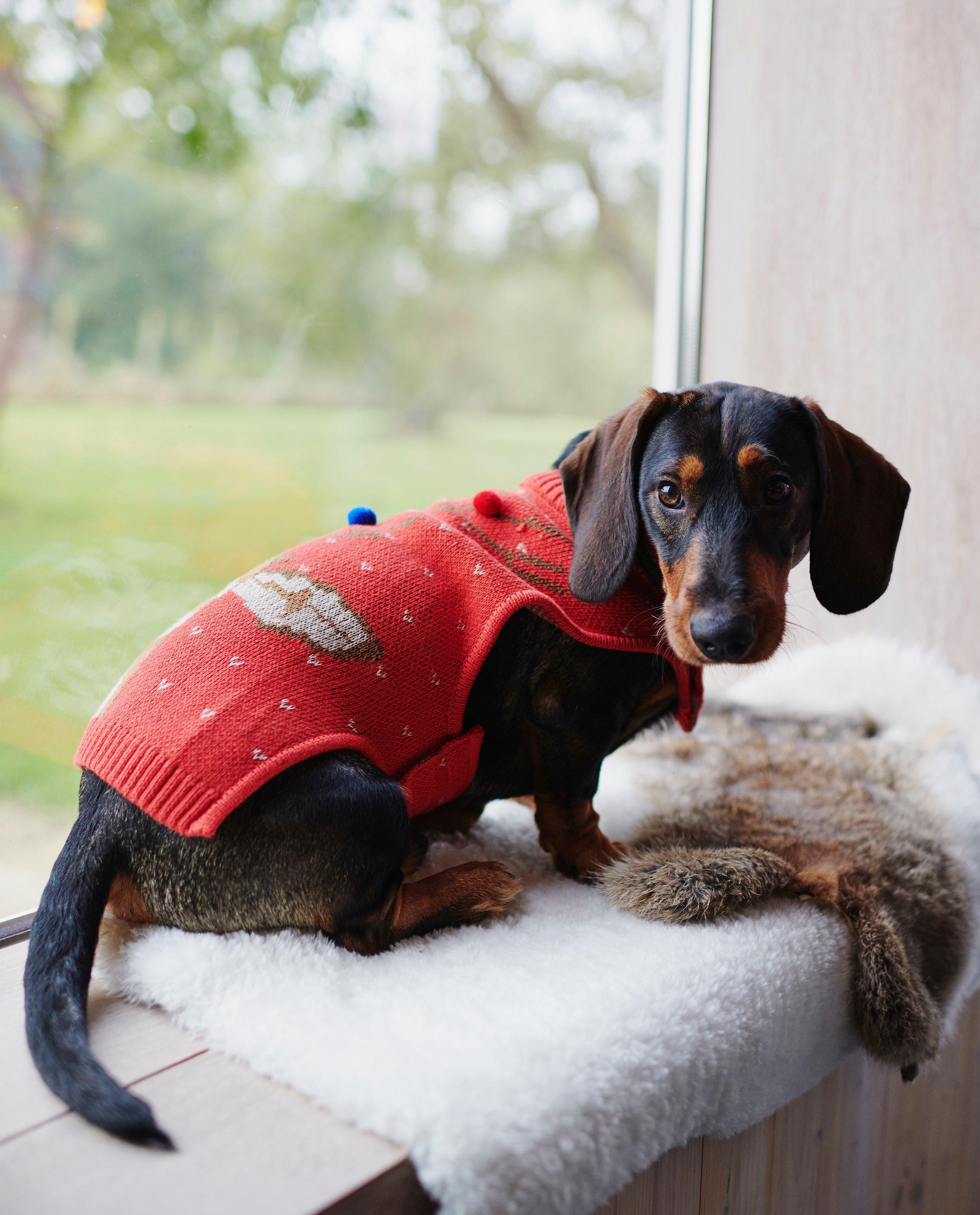 Rode kersttrui voor honden - #familystoriesjbc - Familystories