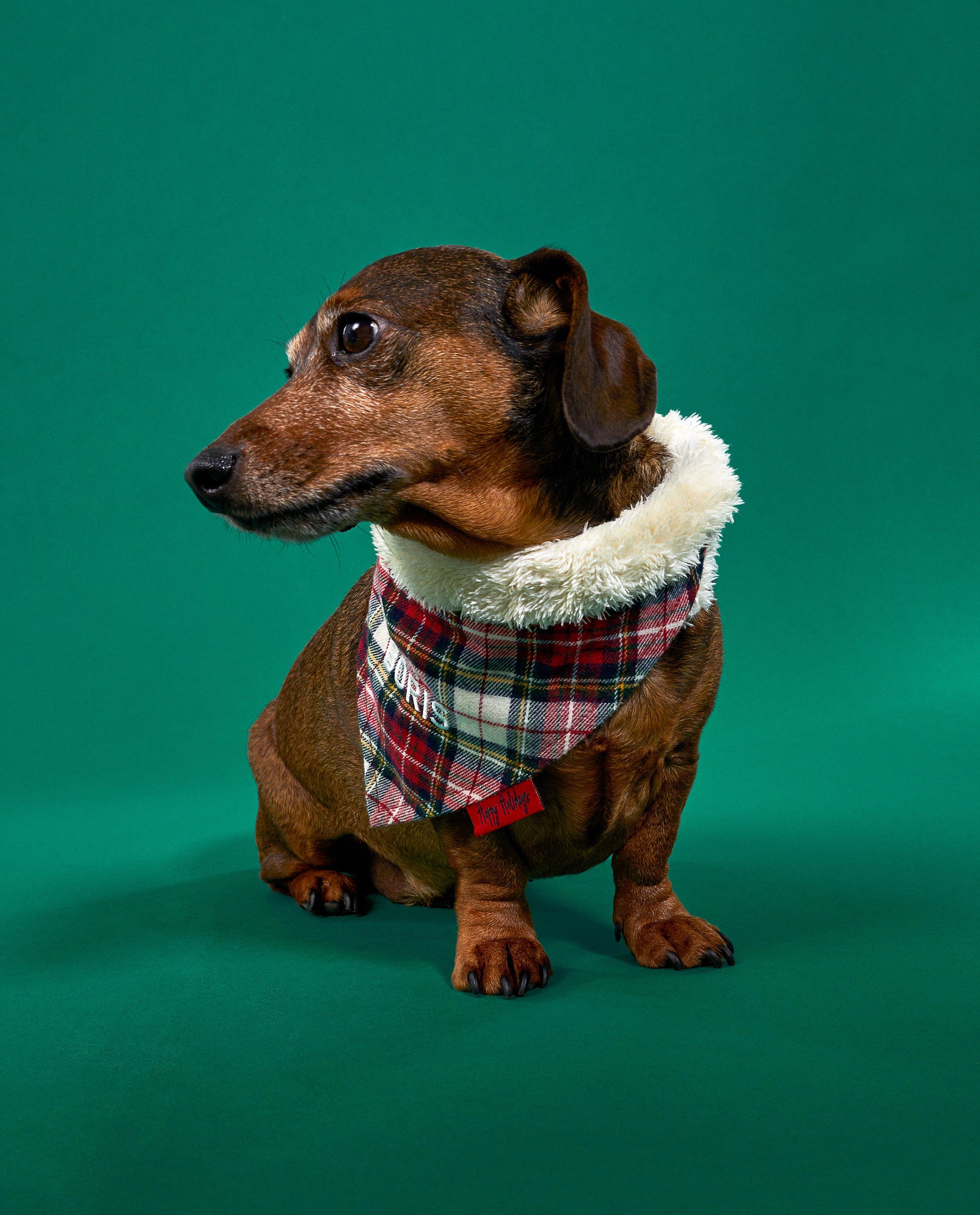 Cadeaux - Écharpe personnalisable pour animaux